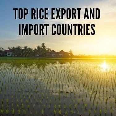 Top Rice Export and Import Countries