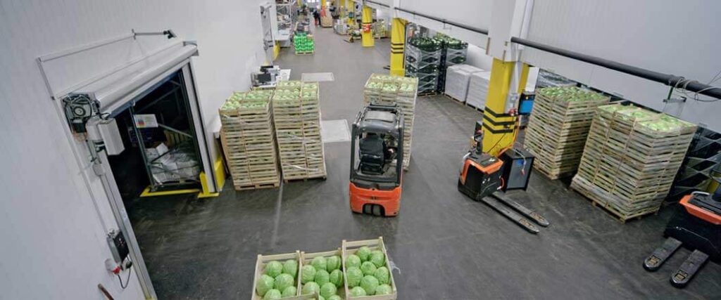 Warehouse workers moving palletized cabbages with forklifts. They are forklift certified.