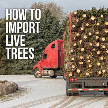 How to Import Live Christmas Trees