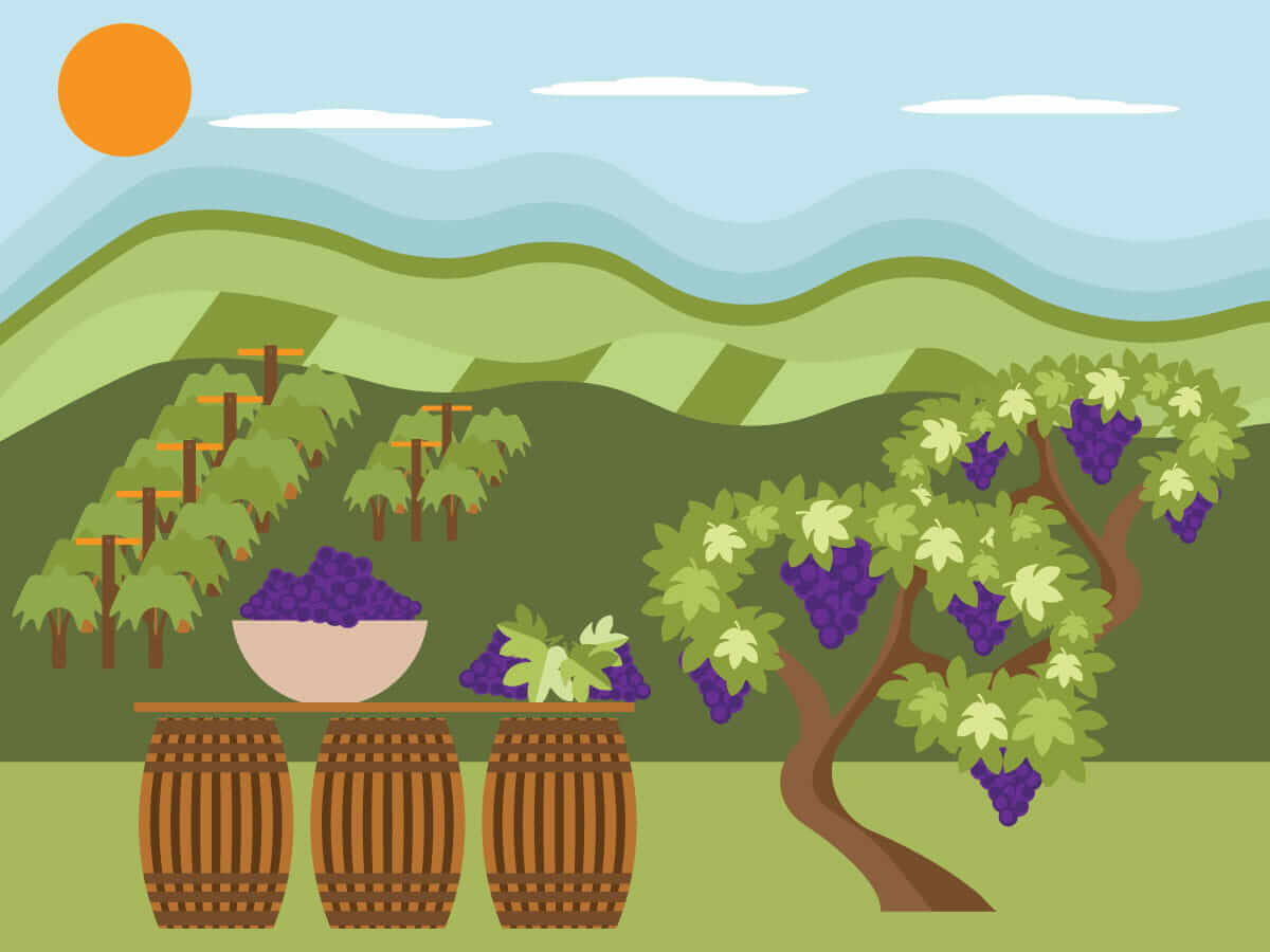 A vineyard with a basked of purple grapes on some barrels