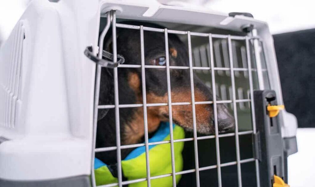 A dog in a kennel prepared for importation into the U.S.