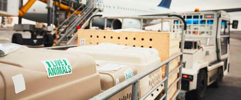 A transporter loading dog kennels onto a plane to be imported into the U.S.