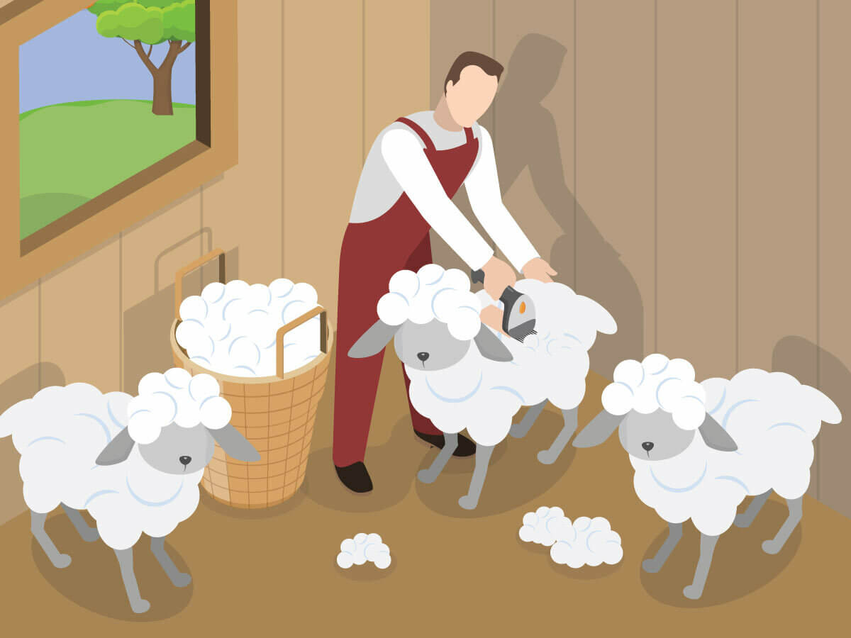 A minimalist digital image depicting a shepherd sheering sheep inside of a barn, with wool accumulated in a basket under the barn window.