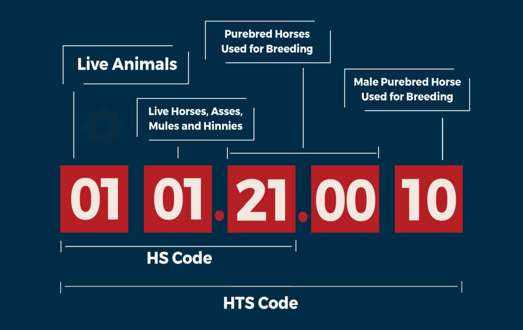 An infographic visualizing the breakdown of HTS vs HS codes, used the code 0101.21.0010 as an example. 01 01 21 make up the six digit HS code, with each segment specifying Live Animals, Live Horses, Asses, Mules, and Hinnies, and Purebred Horses Used for Breeding, respectively. Digits 00 and 10 make up the full HTS code and refer to Purebred Horses Used for Breeding, and Male Purebred Horses Used for Breeding, respectively.