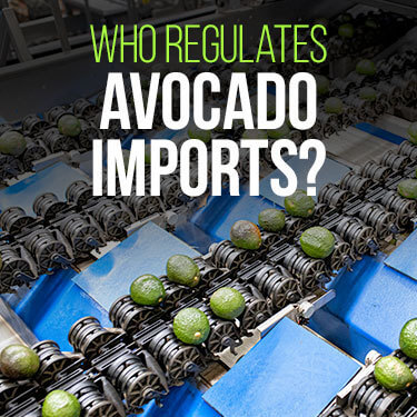 Importing avocados - Avocados move through a line on a conveyor belt