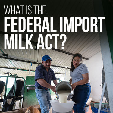 Importing Dairy Products into US Surviving The Regulations