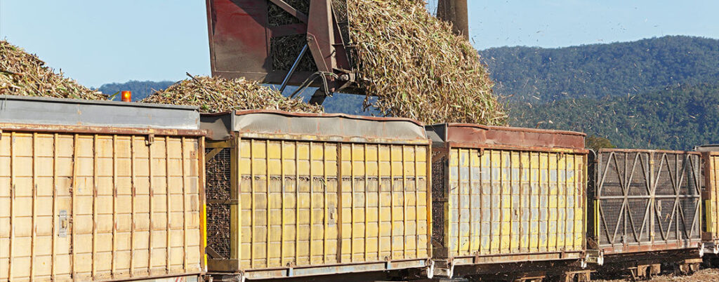 sugar cane being loaded into the top of an open boxcar