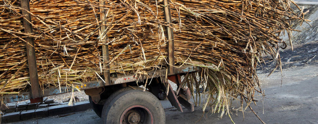 importing sugar cane loaded onto the back of a open trailer
