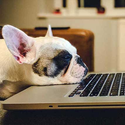 Importing Dogs - Dog resting chin on MacBook looking toward the screen