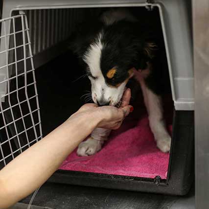 Import Your Dream Dog - Dog in crate eating from person's outstretched hand