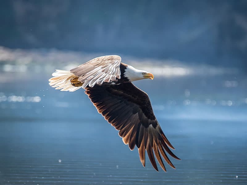 A bald eagle soaring above a lake, reinforcing this section's topic about the Fish and Wildlife Service.